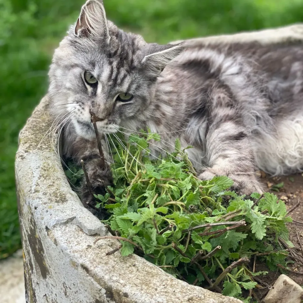 comportementaliste_chats_and_co