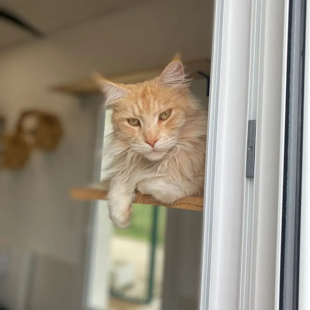 bien_etre_chats_and_co