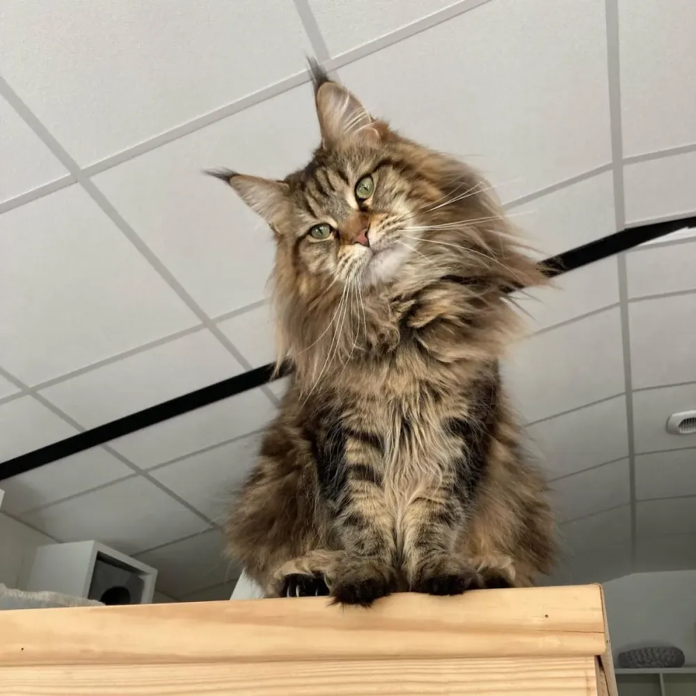 Vacances pour chats à Brie 