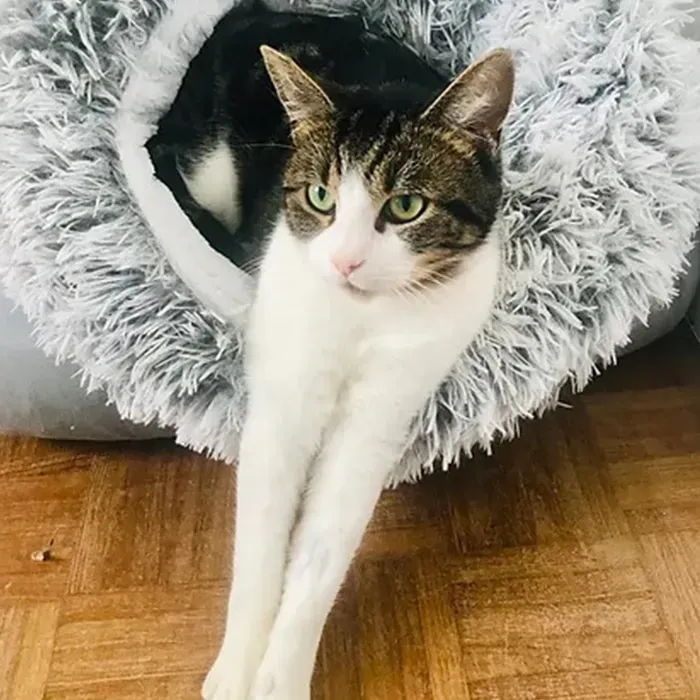 odin