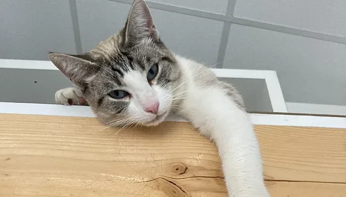 Garde chat à Brie 