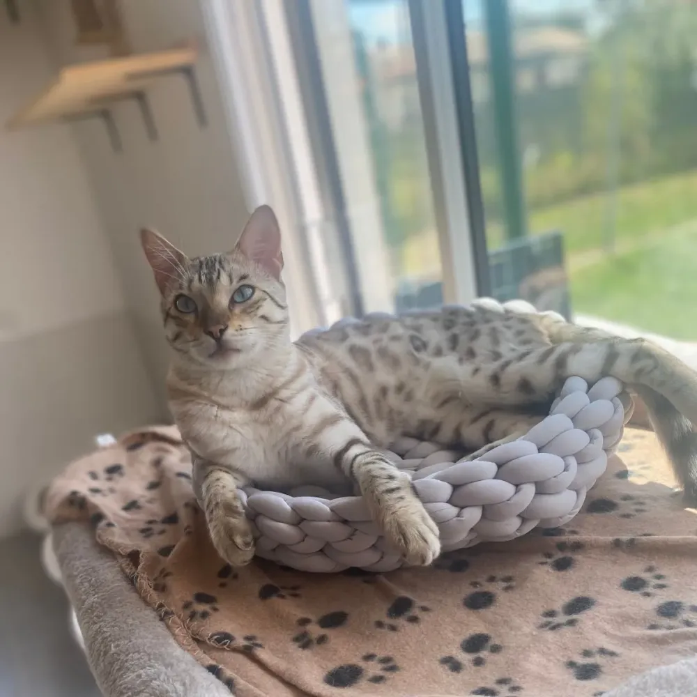 Pension longue durée chat à Brie 