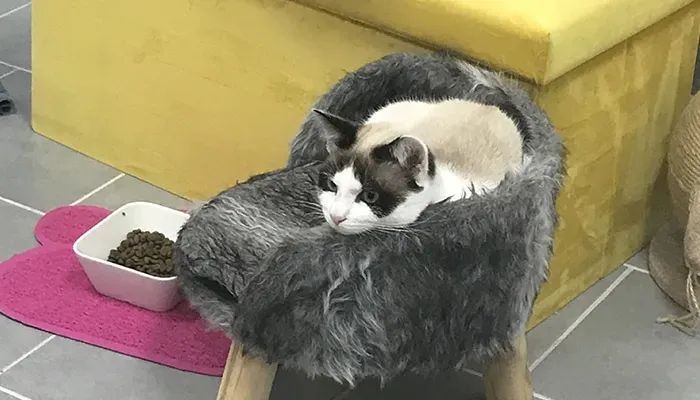 confort-chat