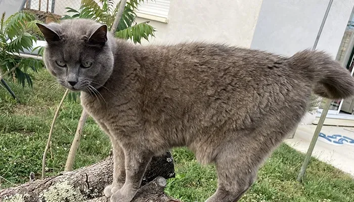 securite-chat