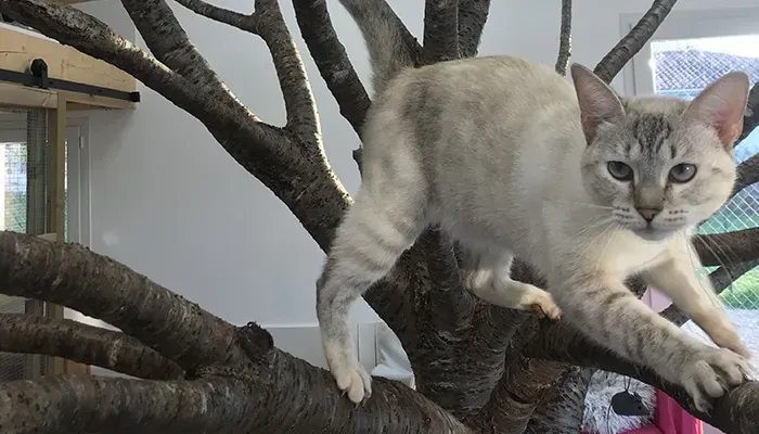 stimulation-chat