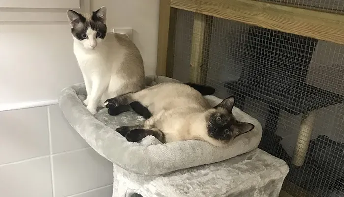 amour-chat