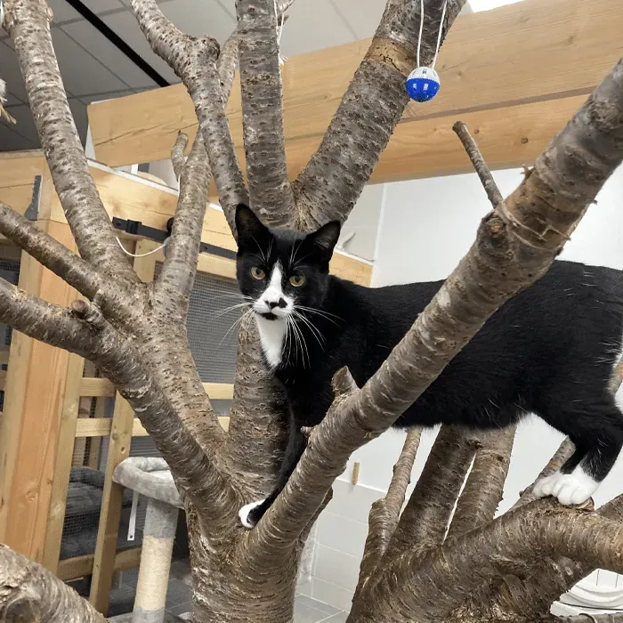 lola-chats-and-co